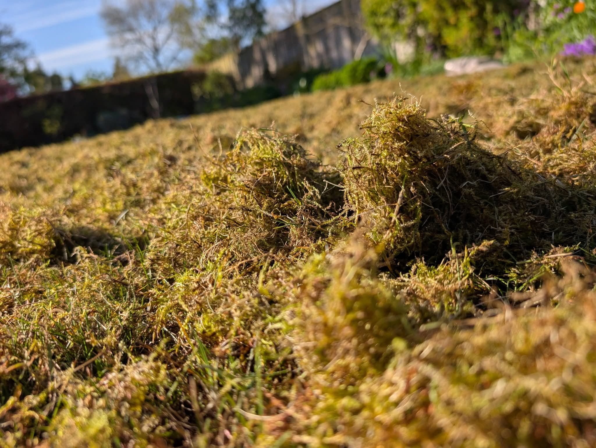 Lawn Weed Management