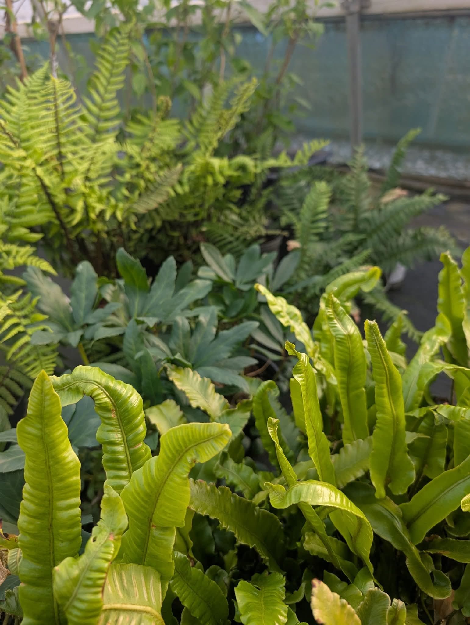 Plant Supply & Sourcing
