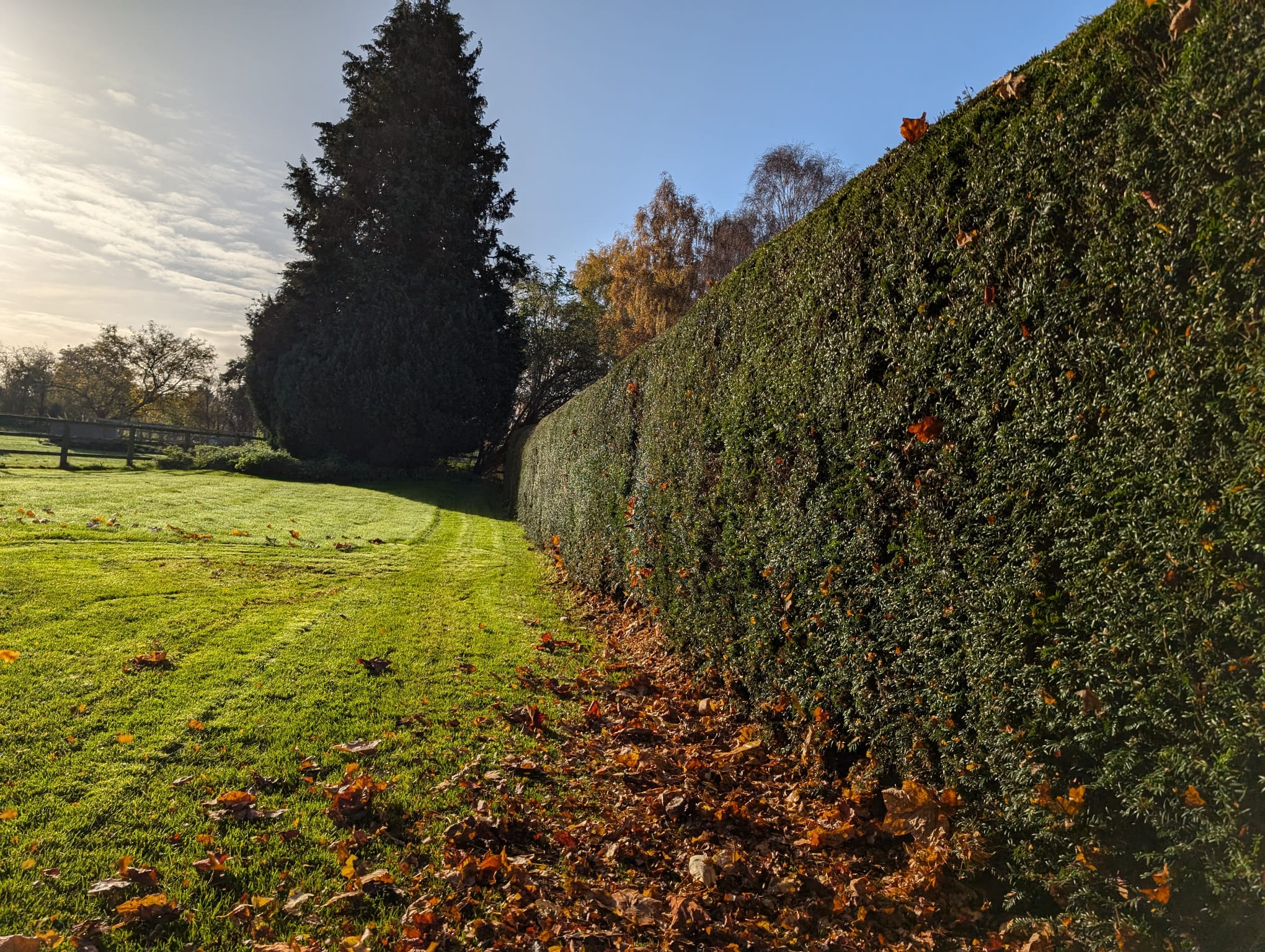 Weed & Moss Control
